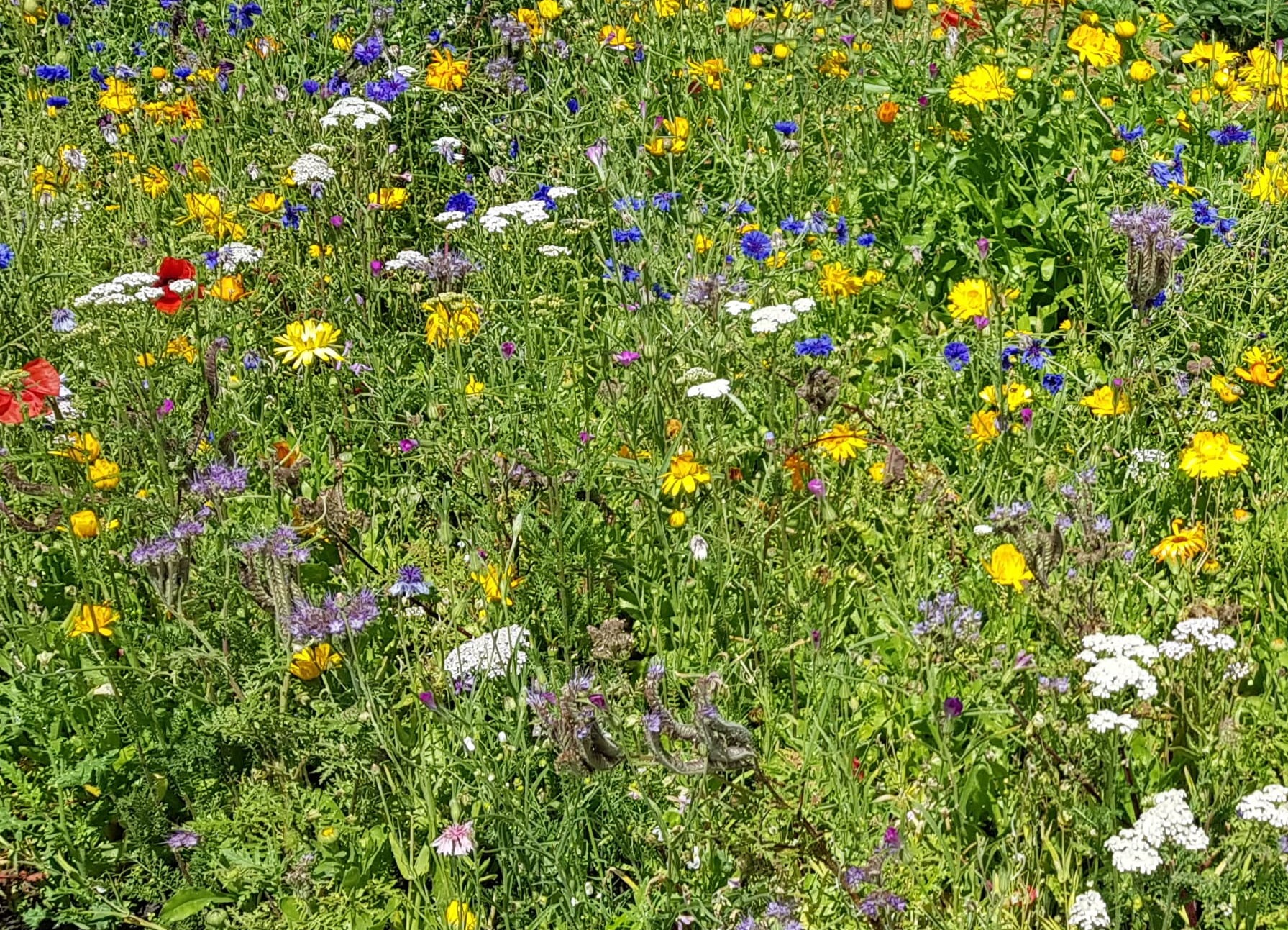 Eindruck aus der Gartenanlage 1