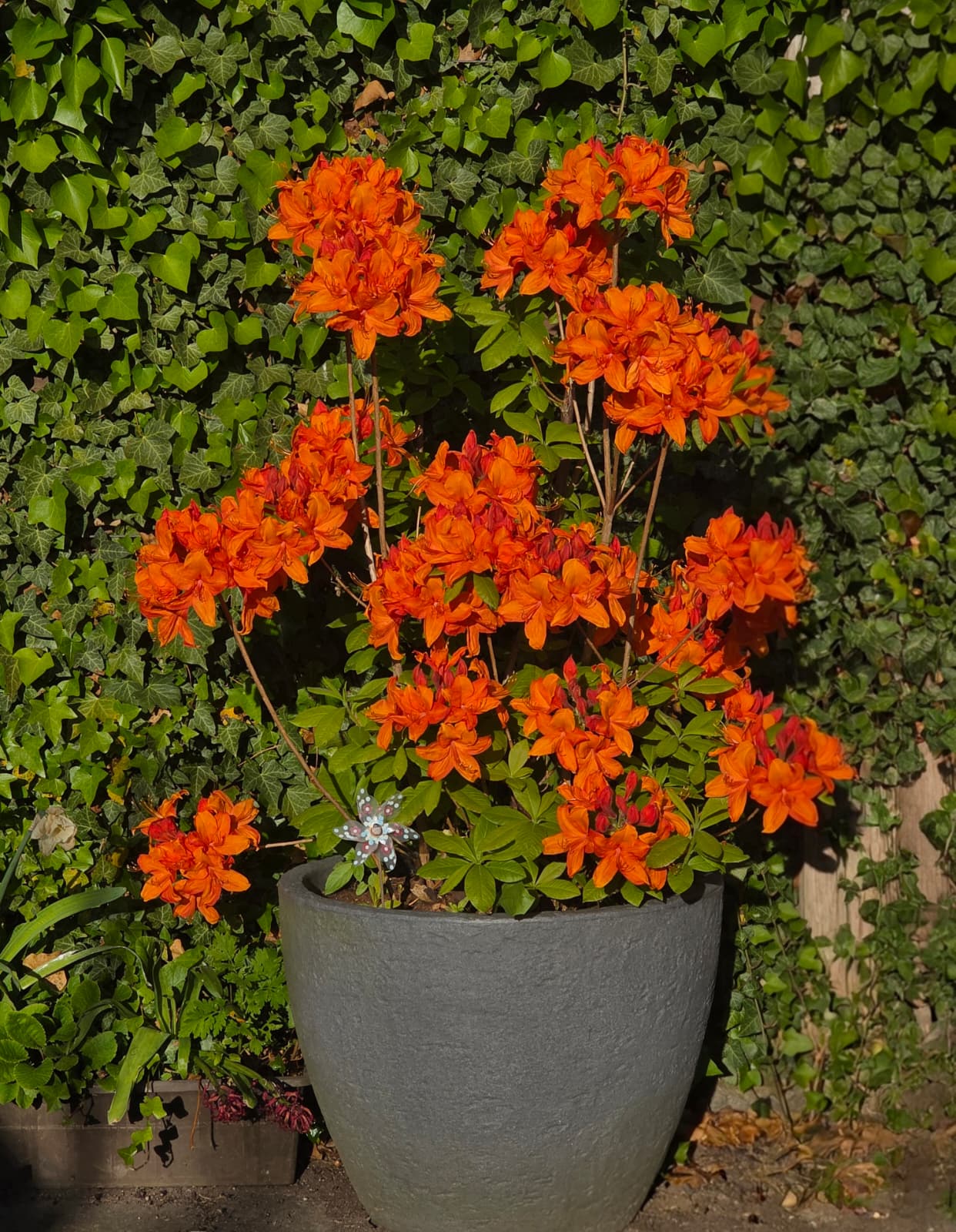 Eindruck aus der Gartenanlage 3