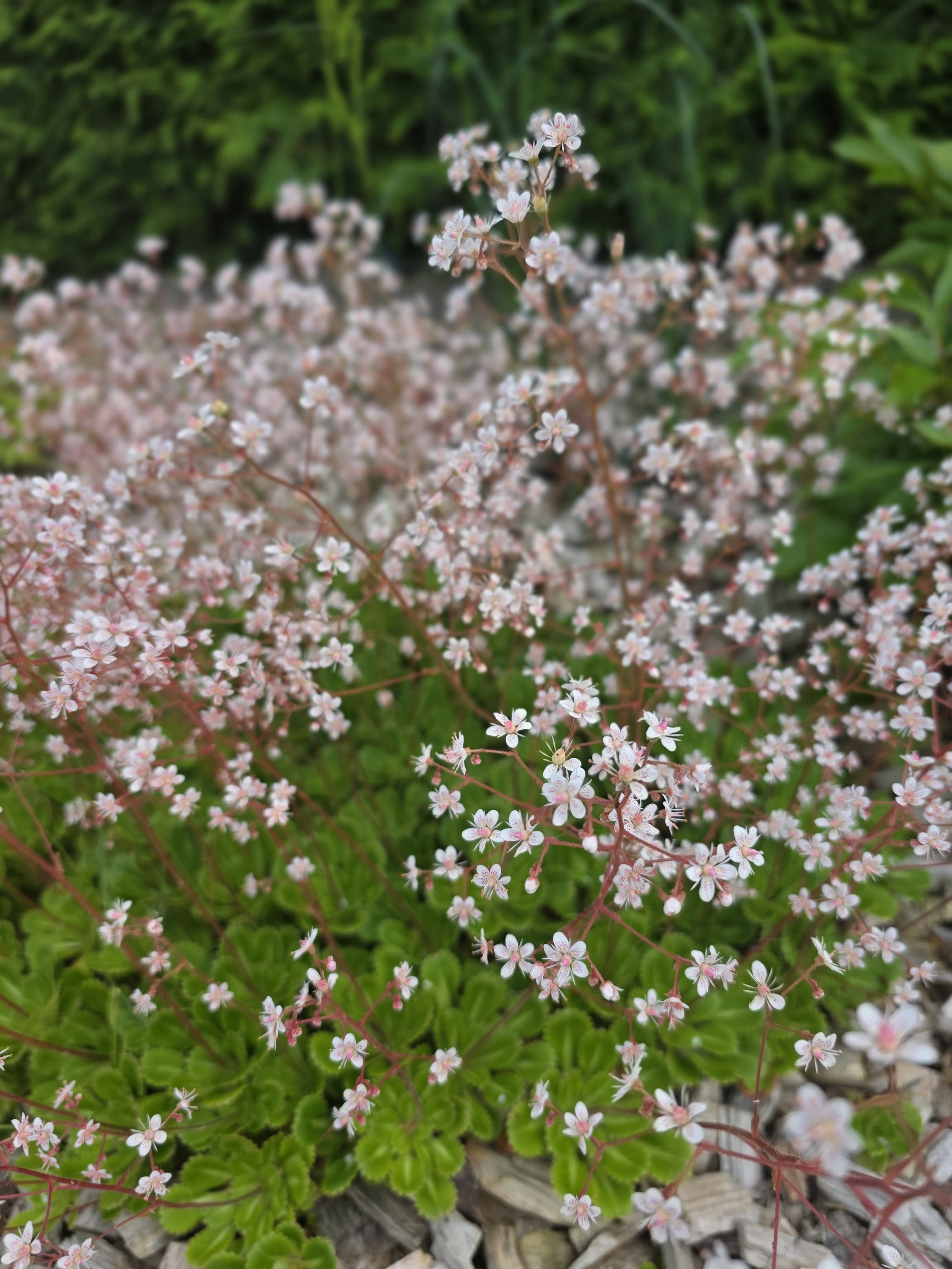 Eindruck aus der Gartenanlage 7