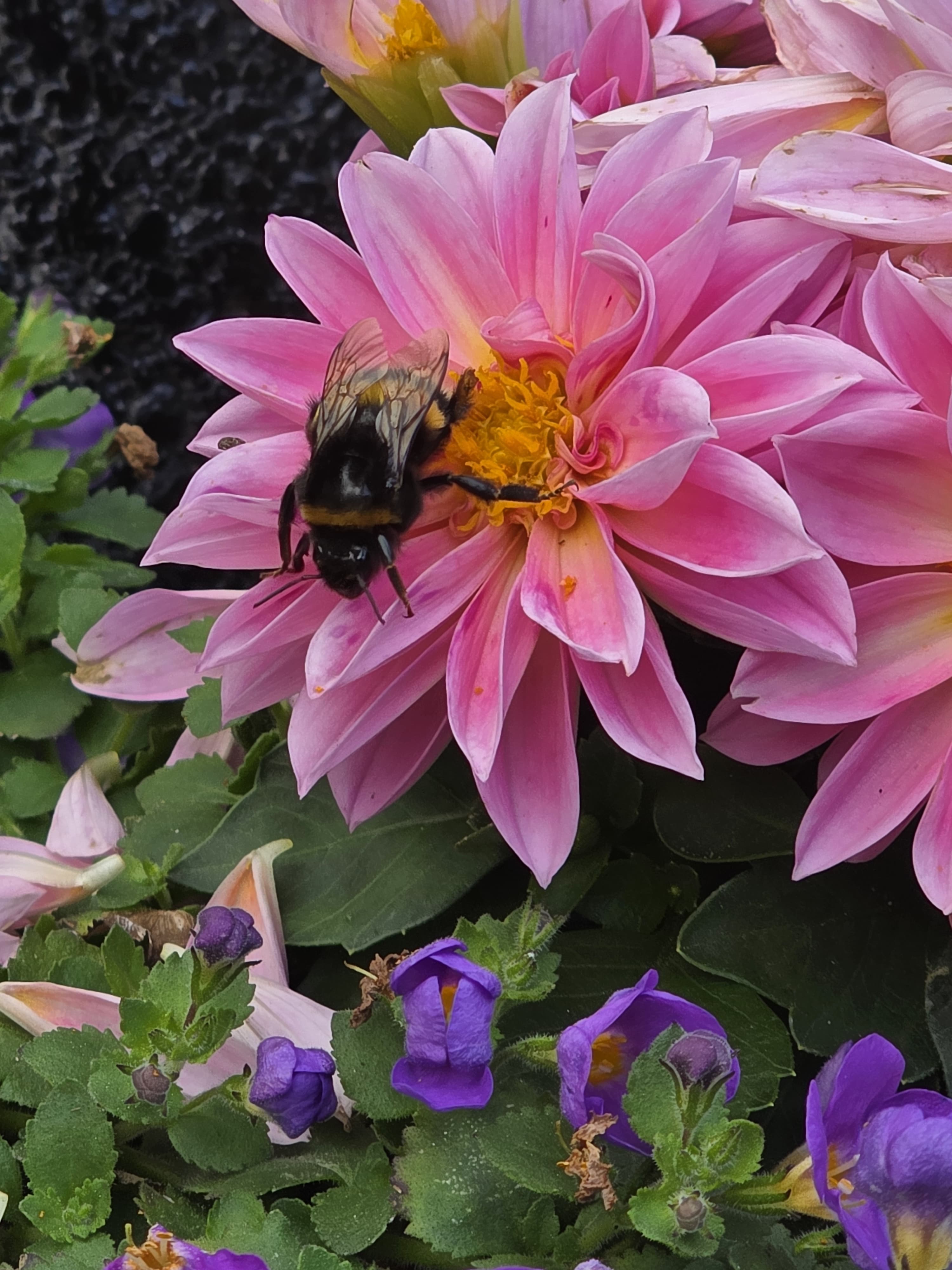 Eindruck aus der Gartenanlage 8